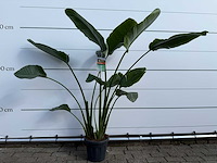 Paradijsvogelplant - strelitzia augusta - hoogte ca. 170 cm - afbeelding 1 van  3