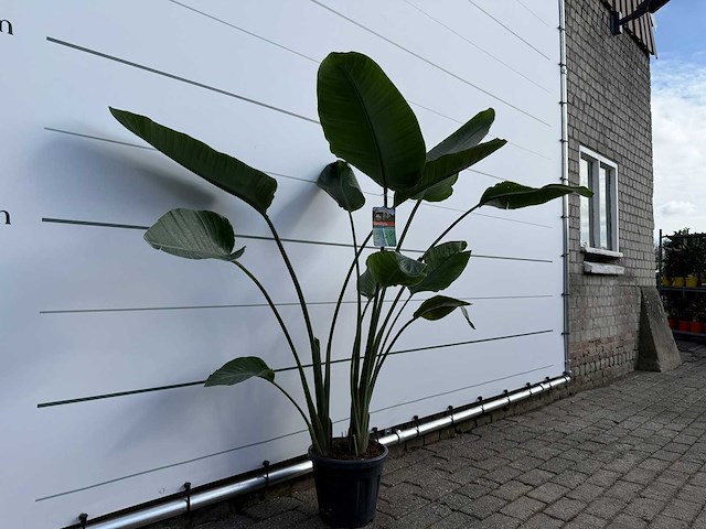 Paradijsvogelplant - strelitzia augusta - hoogte ca. 170 cm - afbeelding 3 van  3