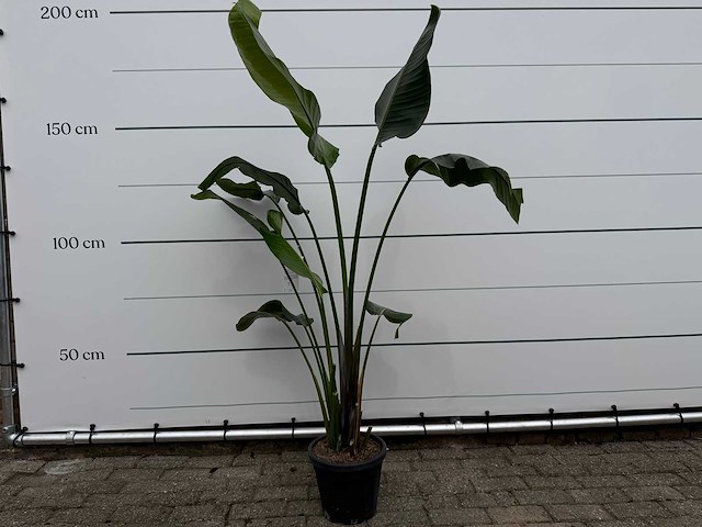 Paradijsvogelplant - strelitzia augusta - hoogte ca. 170 cm - afbeelding 1 van  3