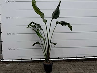 Paradijsvogelplant - strelitzia augusta - hoogte ca. 170 cm - afbeelding 1 van  3