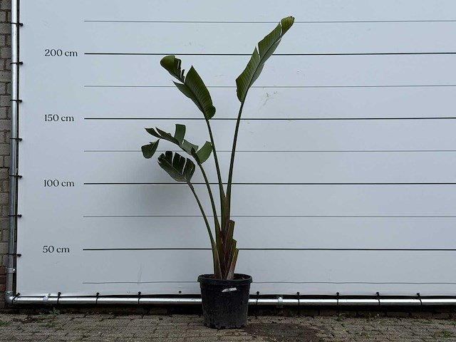 Paradijsvogelplant - strelitzia augusta - hoogte ca. 170 cm - afbeelding 1 van  5