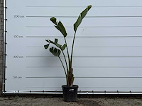 Paradijsvogelplant - strelitzia augusta - hoogte ca. 170 cm - afbeelding 1 van  5