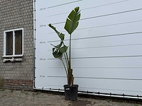 Paradijsvogelplant - strelitzia augusta - hoogte ca. 170 cm - afbeelding 2 van  5
