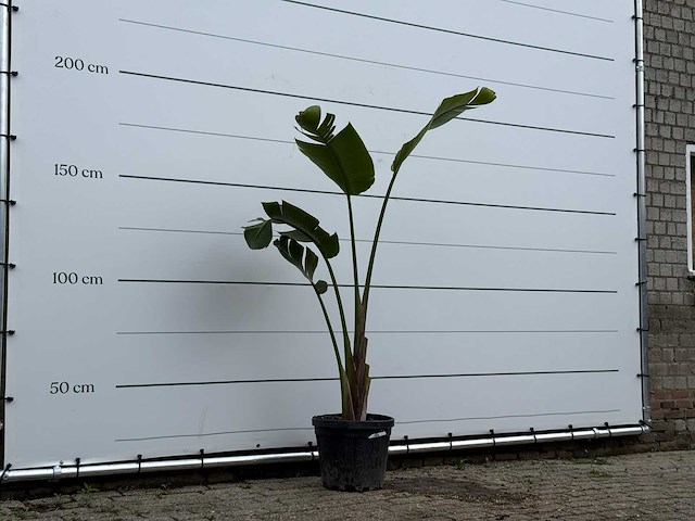 Paradijsvogelplant - strelitzia augusta - hoogte ca. 170 cm - afbeelding 3 van  5
