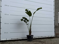 Paradijsvogelplant - strelitzia augusta - hoogte ca. 170 cm - afbeelding 3 van  5