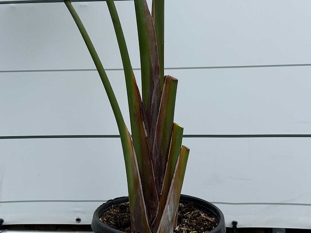 Paradijsvogelplant - strelitzia augusta - hoogte ca. 170 cm - afbeelding 4 van  5