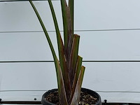 Paradijsvogelplant - strelitzia augusta - hoogte ca. 170 cm - afbeelding 4 van  5