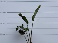Paradijsvogelplant - strelitzia augusta - hoogte ca. 170 cm - afbeelding 5 van  5