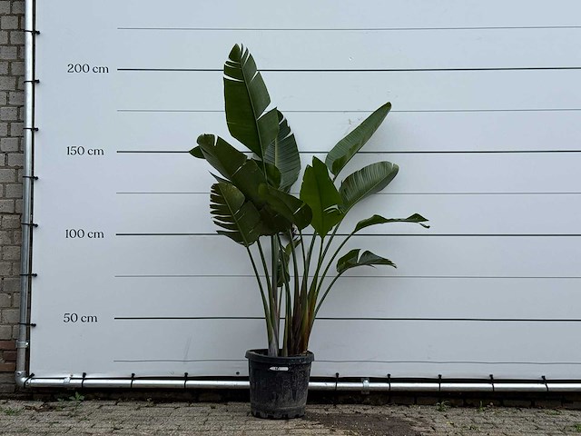 Paradijsvogelplant - strelitzia augusta - hoogte ca. 170 cm - afbeelding 1 van  5
