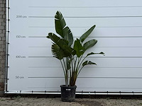 Paradijsvogelplant - strelitzia augusta - hoogte ca. 170 cm - afbeelding 1 van  5