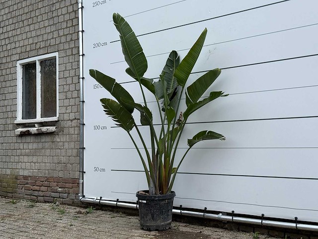 Paradijsvogelplant - strelitzia augusta - hoogte ca. 170 cm - afbeelding 2 van  5