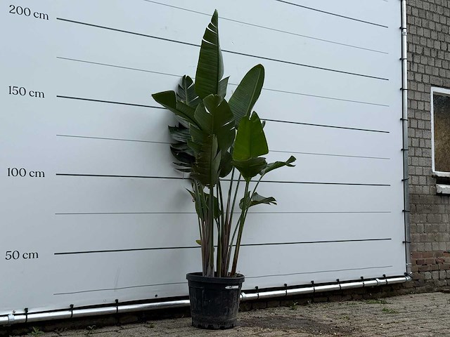 Paradijsvogelplant - strelitzia augusta - hoogte ca. 170 cm - afbeelding 3 van  5