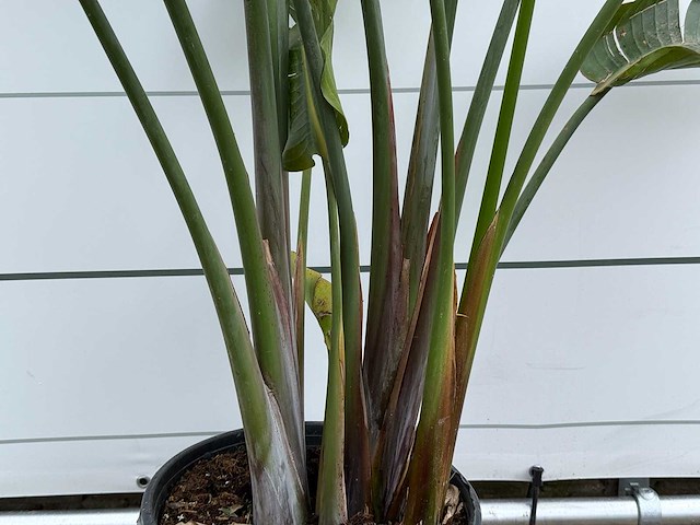 Paradijsvogelplant - strelitzia augusta - hoogte ca. 170 cm - afbeelding 4 van  5