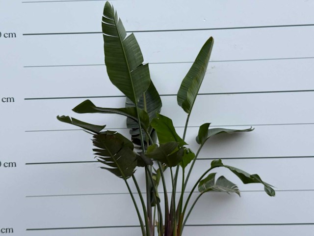 Paradijsvogelplant - strelitzia augusta - hoogte ca. 170 cm - afbeelding 5 van  5