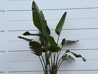 Paradijsvogelplant - strelitzia augusta - hoogte ca. 170 cm - afbeelding 5 van  5
