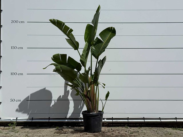 Paradijsvogelplant - strelitzia augusta - hoogte ca. 180 cm - afbeelding 1 van  5
