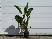 Paradijsvogelplant - strelitzia augusta - hoogte ca. 180 cm - afbeelding 1 van  5