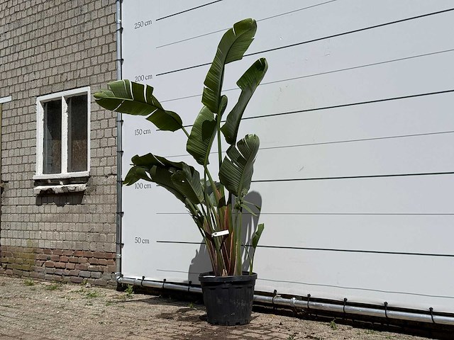 Paradijsvogelplant - strelitzia augusta - hoogte ca. 180 cm - afbeelding 2 van  5