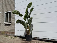 Paradijsvogelplant - strelitzia augusta - hoogte ca. 180 cm - afbeelding 2 van  5