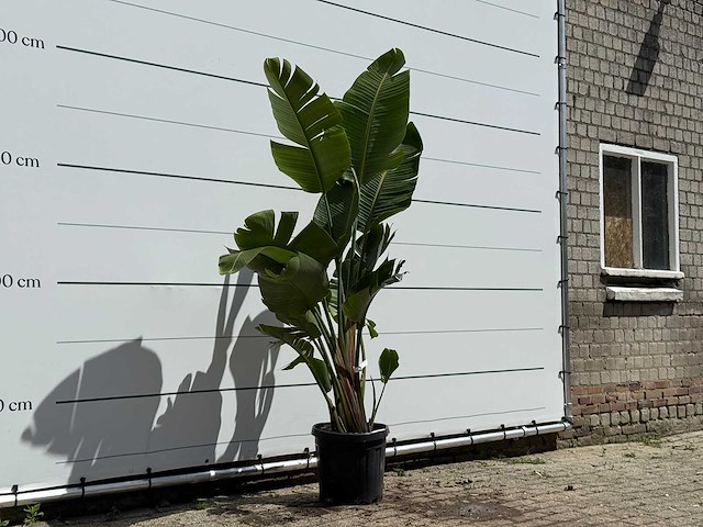 Paradijsvogelplant - strelitzia augusta - hoogte ca. 180 cm - afbeelding 3 van  5