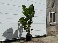 Paradijsvogelplant - strelitzia augusta - hoogte ca. 180 cm - afbeelding 3 van  5