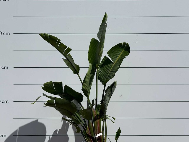 Paradijsvogelplant - strelitzia augusta - hoogte ca. 180 cm - afbeelding 4 van  5