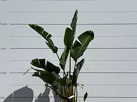 Paradijsvogelplant - strelitzia augusta - hoogte ca. 180 cm - afbeelding 4 van  5