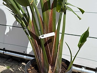 Paradijsvogelplant - strelitzia augusta - hoogte ca. 180 cm - afbeelding 5 van  5