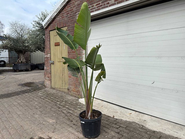 Paradijsvogelplant - strelitzia augusta - hoogte ca. 200 cm - afbeelding 3 van  6