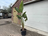 Paradijsvogelplant - strelitzia augusta - hoogte ca. 200 cm - afbeelding 3 van  6