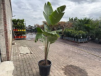 Paradijsvogelplant - strelitzia augusta - hoogte ca. 200 cm - afbeelding 5 van  6