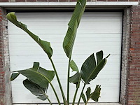 Paradijsvogelplant - strelitzia augusta - hoogte ca. 200 cm - afbeelding 6 van  6