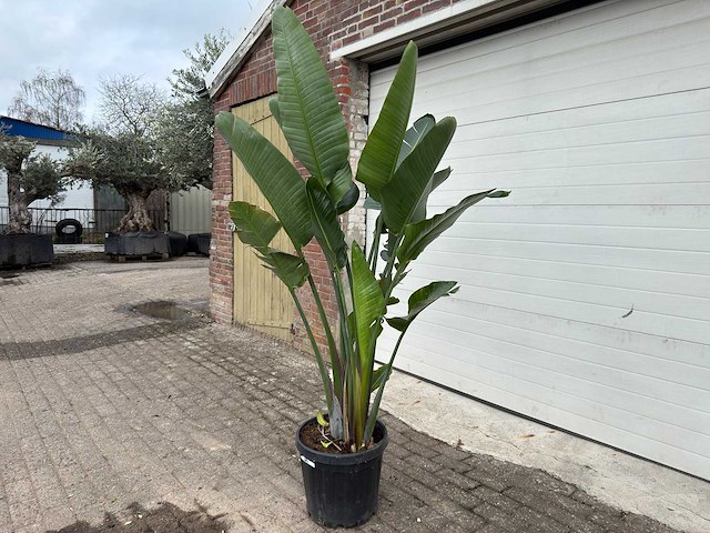 Paradijsvogelplant - strelitzia augusta - hoogte ca. 200 cm - afbeelding 2 van  6