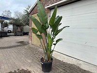 Paradijsvogelplant - strelitzia augusta - hoogte ca. 200 cm - afbeelding 2 van  6