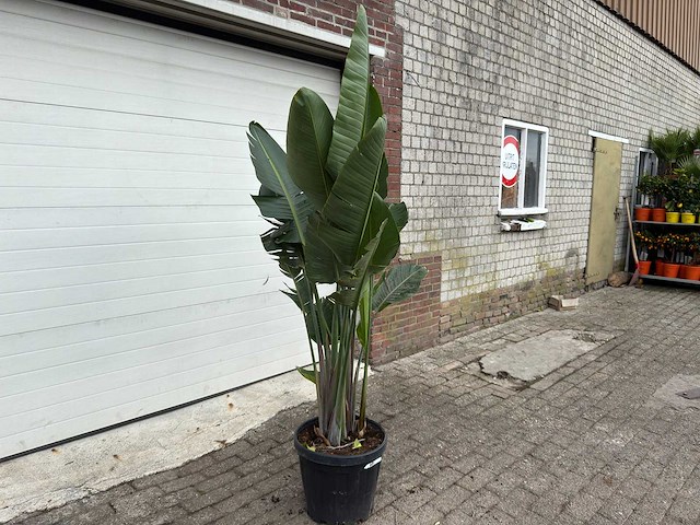 Paradijsvogelplant - strelitzia augusta - hoogte ca. 200 cm - afbeelding 3 van  6