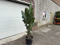 Paradijsvogelplant - strelitzia augusta - hoogte ca. 200 cm - afbeelding 3 van  6