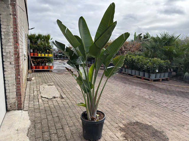 Paradijsvogelplant - strelitzia augusta - hoogte ca. 200 cm - afbeelding 4 van  6