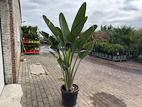 Paradijsvogelplant - strelitzia augusta - hoogte ca. 200 cm - afbeelding 4 van  6