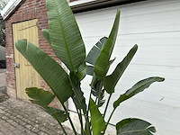 Paradijsvogelplant - strelitzia augusta - hoogte ca. 200 cm - afbeelding 6 van  6