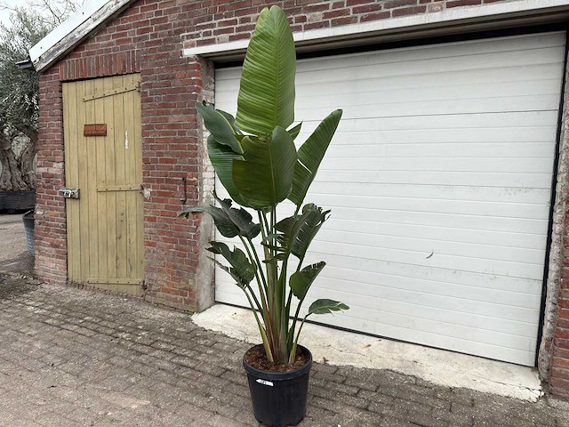 Paradijsvogelplant - strelitzia augusta - hoogte ca. 200 cm - afbeelding 2 van  6
