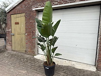 Paradijsvogelplant - strelitzia augusta - hoogte ca. 200 cm - afbeelding 2 van  6