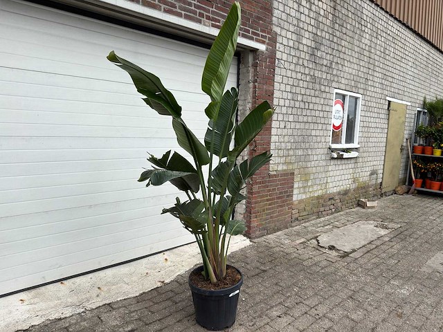 Paradijsvogelplant - strelitzia augusta - hoogte ca. 200 cm - afbeelding 3 van  6