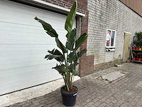 Paradijsvogelplant - strelitzia augusta - hoogte ca. 200 cm - afbeelding 3 van  6