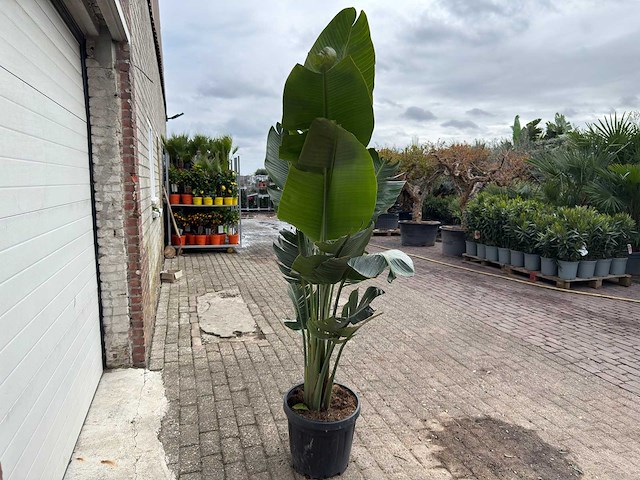 Paradijsvogelplant - strelitzia augusta - hoogte ca. 200 cm - afbeelding 4 van  6
