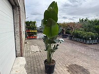 Paradijsvogelplant - strelitzia augusta - hoogte ca. 200 cm - afbeelding 4 van  6