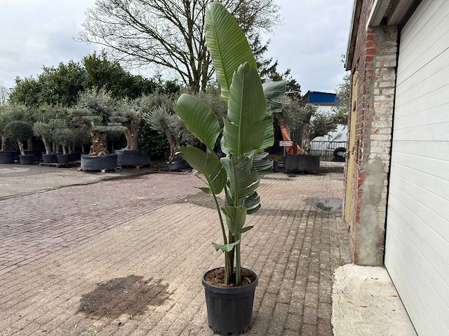 Paradijsvogelplant - strelitzia augusta - hoogte ca. 200 cm - afbeelding 5 van  6
