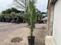 Paradijsvogelplant - strelitzia augusta - hoogte ca. 200 cm - afbeelding 5 van  6