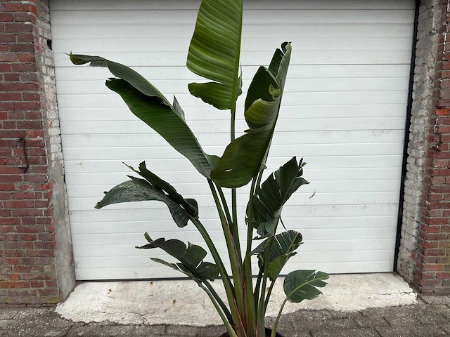 Paradijsvogelplant - strelitzia augusta - hoogte ca. 200 cm - afbeelding 6 van  6