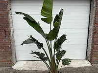 Paradijsvogelplant - strelitzia augusta - hoogte ca. 200 cm - afbeelding 6 van  6