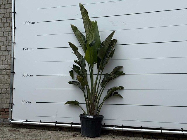Paradijsvogelplant - strelitzia augusta - hoogte ca. 200 cm - afbeelding 1 van  1